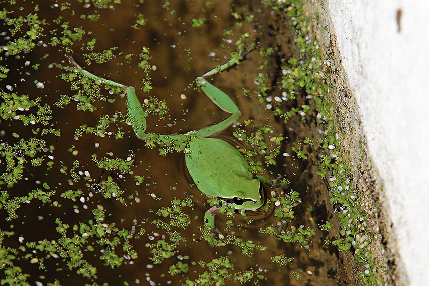 Hyla meridionalis - foto e canto